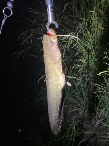 マナマズの釣果