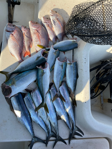 サゴシの釣果