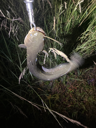 マナマズの釣果