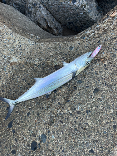 サゴシの釣果