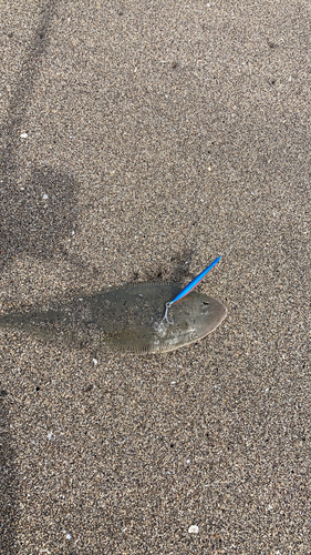 シタビラメの釣果