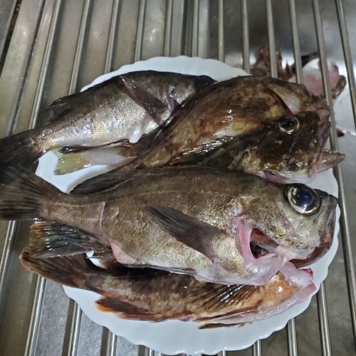 メバルの釣果