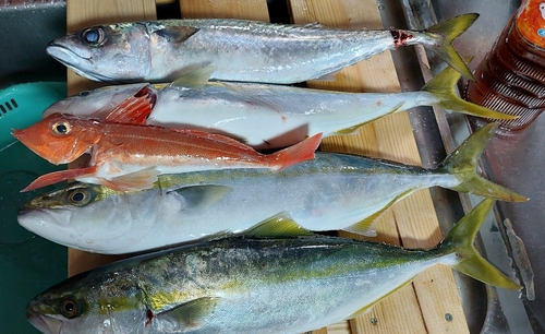 イナダの釣果