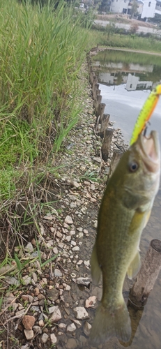 ブラックバスの釣果