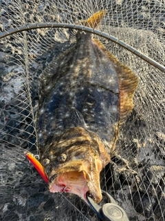 ヒラメの釣果