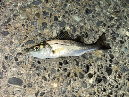 セイゴ（マルスズキ）の釣果