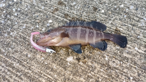 ハタの釣果