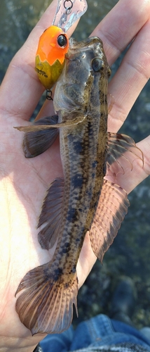 ウロハゼの釣果