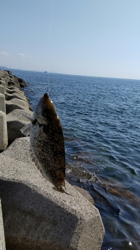 アイゴの釣果