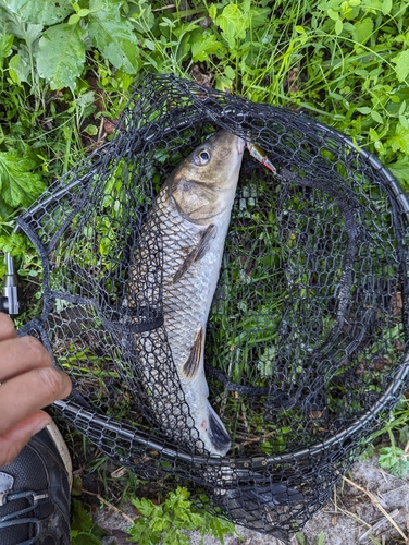 ニゴイの釣果