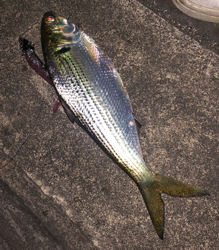 コノシロの釣果