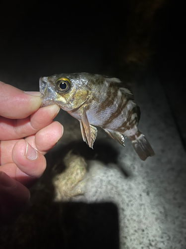 メバルの釣果