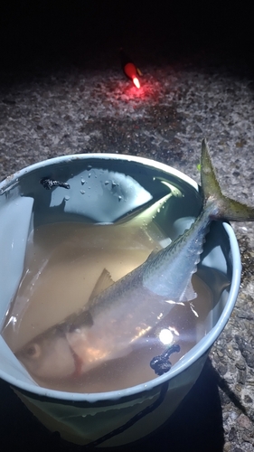 サバの釣果