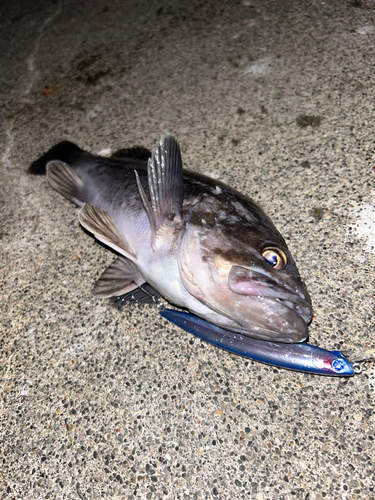 クロソイの釣果