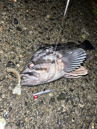 クロソイの釣果