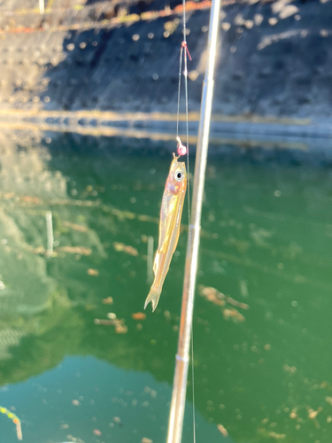 ワカサギの釣果