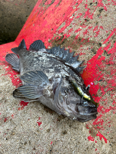 クロソイの釣果