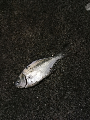 マアジの釣果