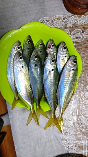 アジの釣果