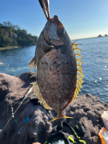 アイゴの釣果