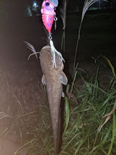 ナマズの釣果