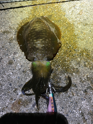 アオリイカの釣果