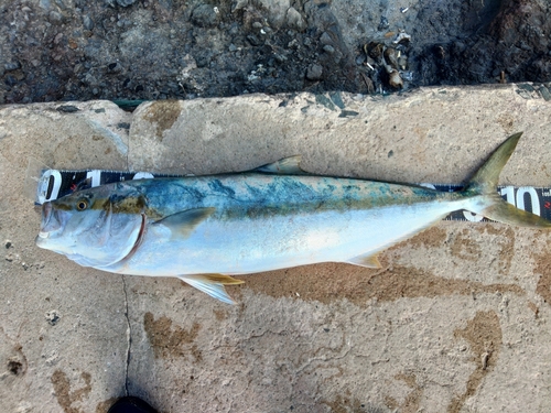 ヒラマサの釣果