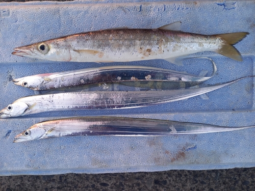 カマスの釣果