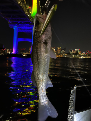 スズキの釣果