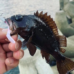 ムラソイの釣果