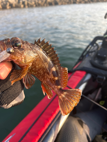 カサゴの釣果