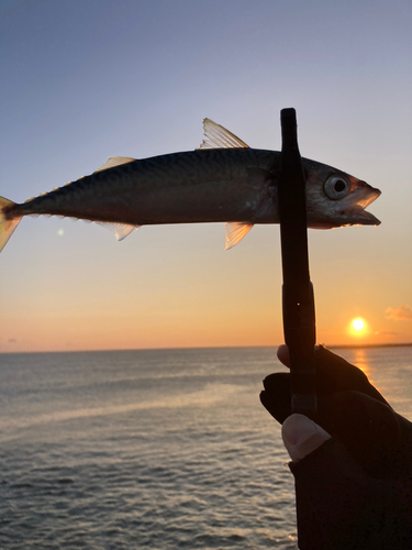 サバの釣果