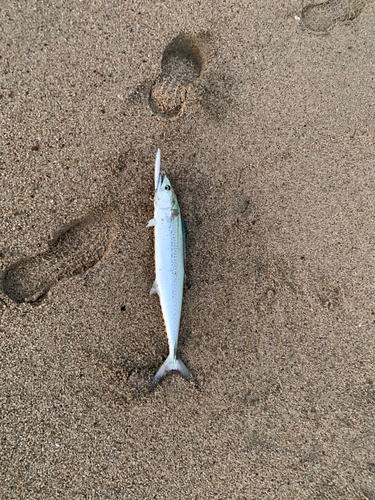 サゴシの釣果