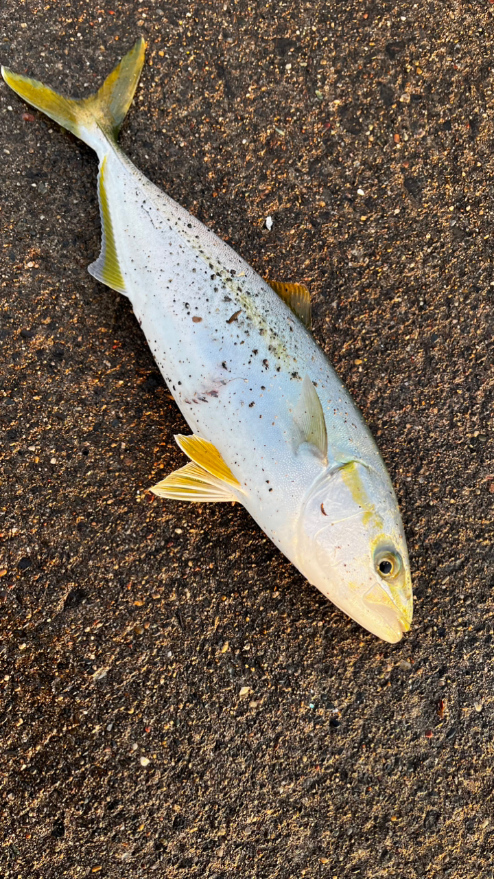 ふなっち🐟 さんの 2023年11月02日のフクラギの釣り・釣果情報(北海道