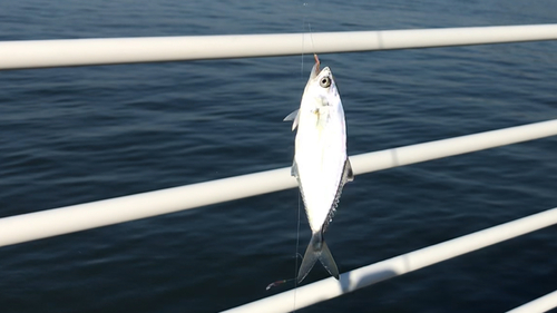 イケカツオの釣果