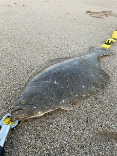 ヒラメの釣果