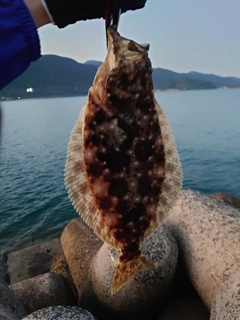 ヒラメの釣果