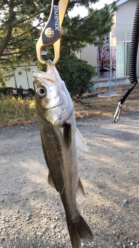 釣果