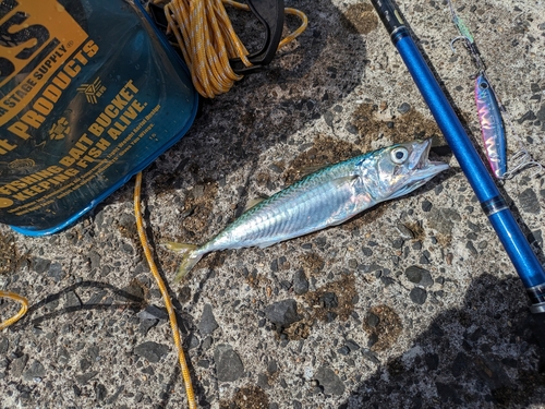 サバの釣果