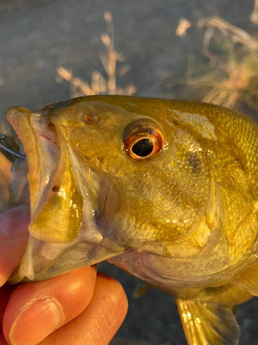 スモールマウスバスの釣果