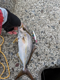 ショゴの釣果