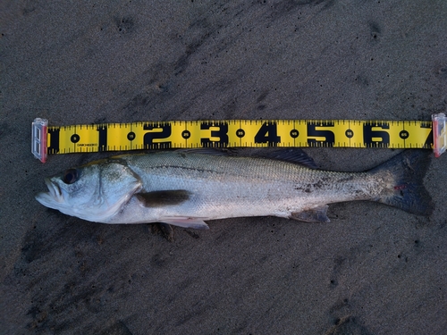 スズキの釣果