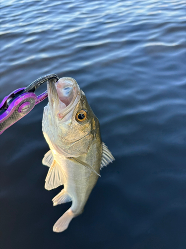 スズキの釣果