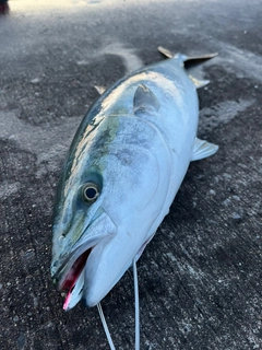 イナダの釣果