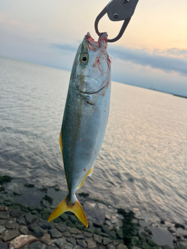 ツバイソの釣果