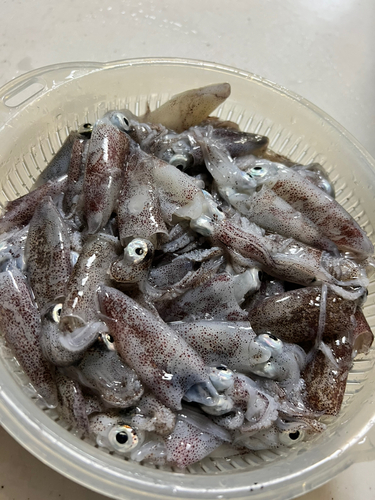 ヒイカの釣果