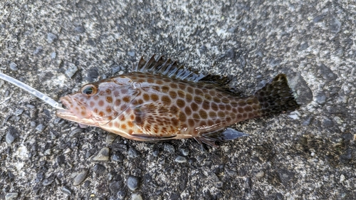 オオモンハタの釣果