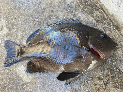 グレの釣果