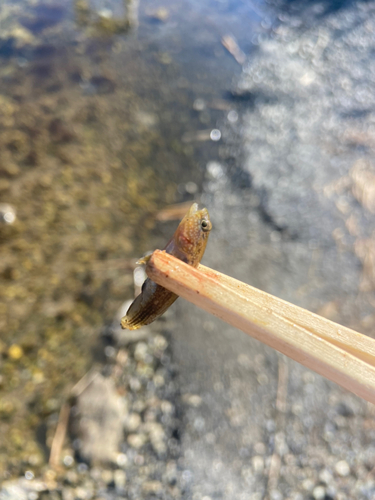 チチブの釣果