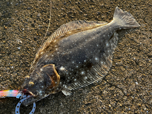 ヒラメの釣果